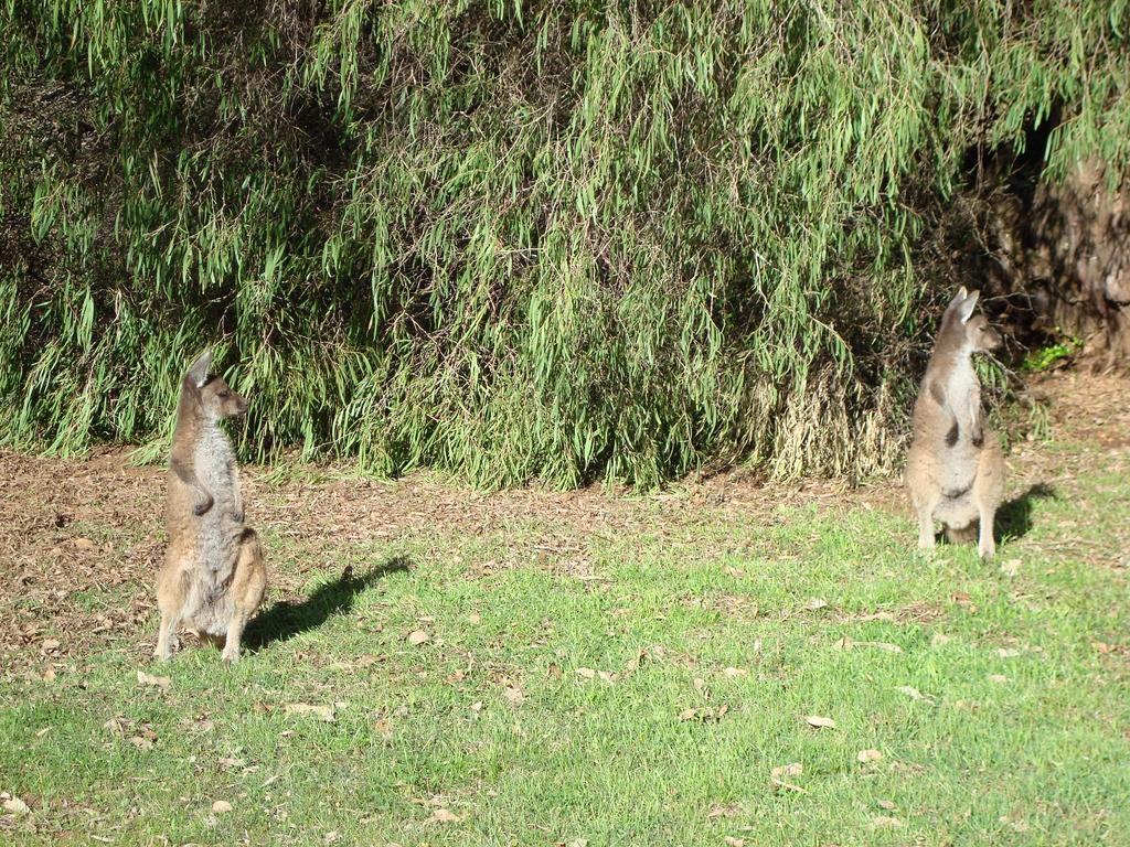 Margaret River Chalets Esterno foto